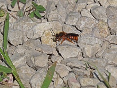 Rhodanthidium sticticum