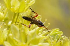 Ichneumonoidea