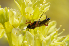 Ichneumonoidea