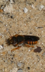 Rhodanthidium