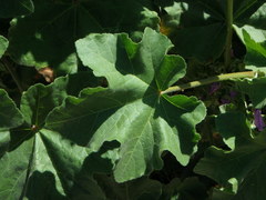 Malva arborea