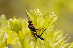 Ichneumonoidea