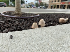 Fungi