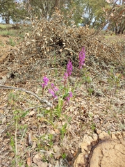 Orchis mascula laxifloriformis