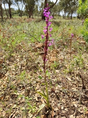 Orchis mascula laxifloriformis