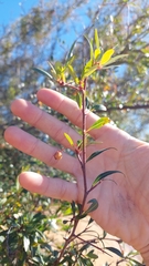 Sebastiania schottiana