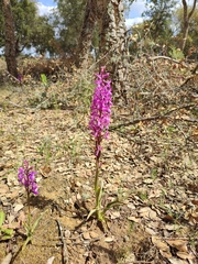 Orchis mascula laxifloriformis