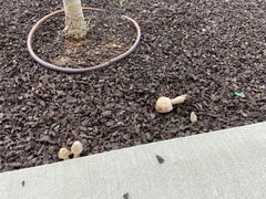 Fungi