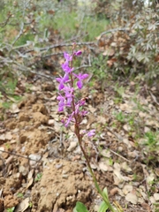 Orchis mascula laxifloriformis