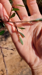 Sebastiania schottiana