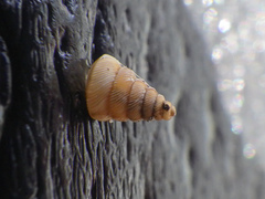 Microceramus pontificus