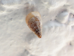 Microceramus pontificus
