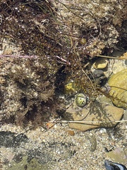 Tegula eiseni