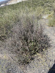 Acalypha californica