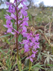 Orchis mascula laxifloriformis