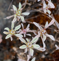 Hesperevax sparsiflora
