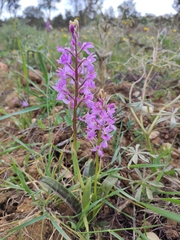 Orchis mascula laxifloriformis