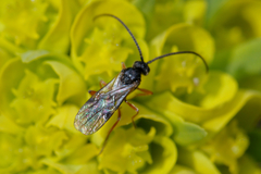 Braconidae