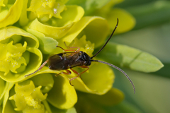 Braconidae
