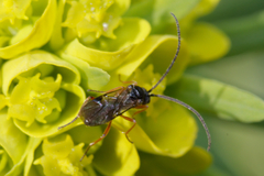 Braconidae