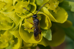 Braconidae