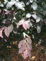 Loropetalum