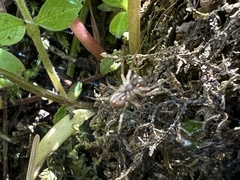 Antrodiaetus pacificus