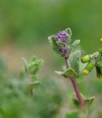 Nepeta racemosa