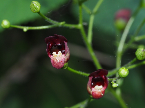 Ningpo figwort (Scrophularia ningpoensis)