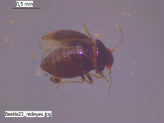 Schizopteridae