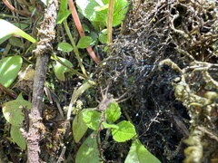 Antrodiaetus pacificus