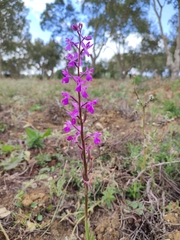 Orchis mascula laxifloriformis