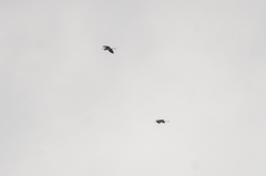 Ardea cinerea