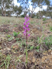 Orchis mascula laxifloriformis