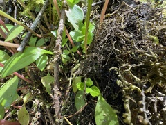 Antrodiaetus pacificus