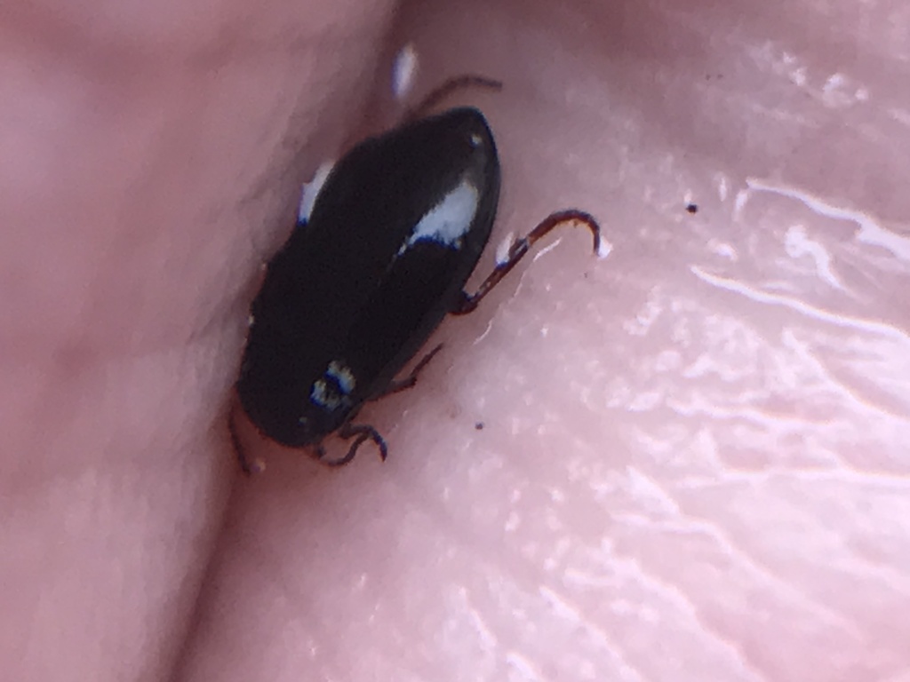Hydroporus nigrita