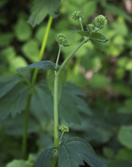 Sanicula marilandica