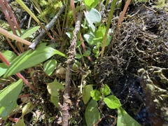 Antrodiaetus pacificus