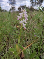 Orchis mascula laxifloriformis