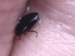 Hydroporus nigrita
