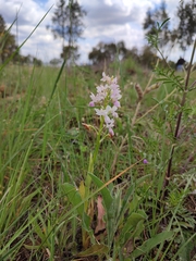 Orchis mascula laxifloriformis