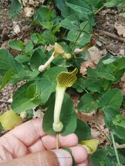 Aristolochia fontanesii, photograph Mourad Harzallah, CC BY, iNaturalist via GBIF