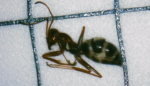 Myrmecocystus flaviceps