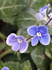 Veronica chamaedrys
