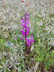 Orchis mascula laxifloriformis