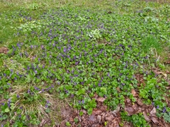 Viola odorata