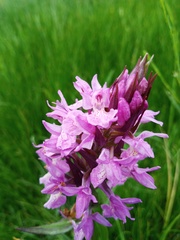 Dactylorhiza elata