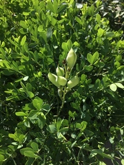 Baptisia australis