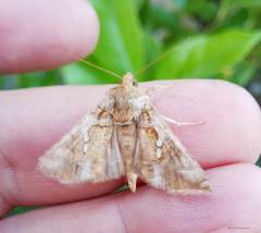 Chrysodeixis chalcites