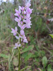 Orchis mascula laxifloriformis